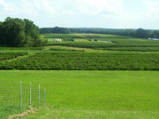 Farmlands in Westmoreland - JN Bank